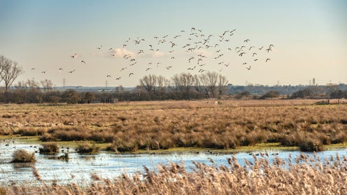 Migratory birds fly above Wicken Fen, Cambridgeshire